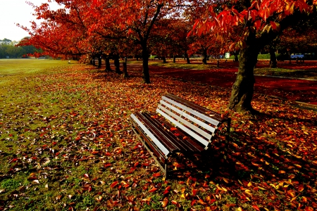 AUTUMN PARK - autumn, park, leaves, bench, naturte