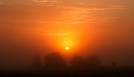 Fog at the time of the sunset - fog, nature, sunset, trees