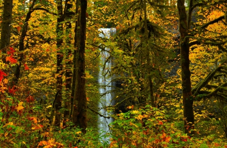 Waterfall - amazing, forest, trees, waterfall