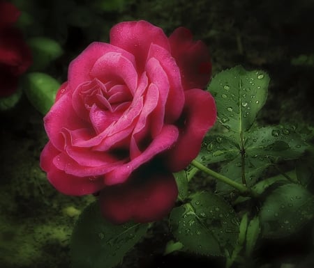 Rose - one, rose, flower, beautiful