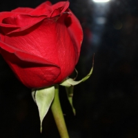 To lovely friend Adi