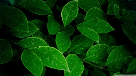 Green Leaves - hdr - leaves, green, photography, green leaves