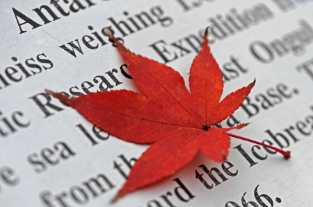 MAPLE LEAF - paper, maple, leaf, autumn