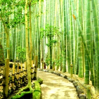 Bamboo Forest in Japan