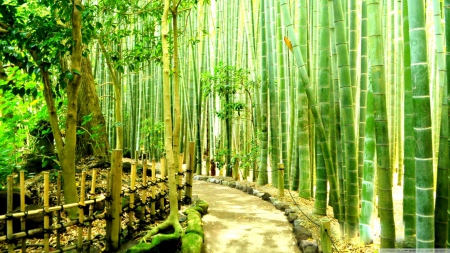 Bamboo Forest in Japan - bamboo forest, forests, japan, bamboo