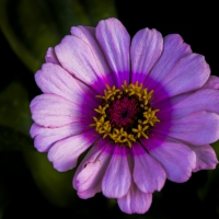 Beautiful Purple Flower