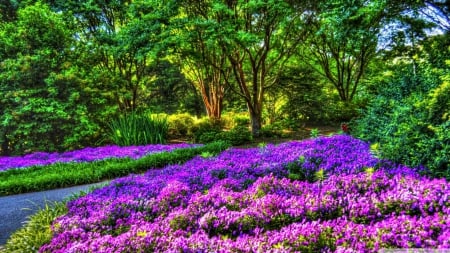 Rows of Purple Flowers - purple, flowers, trees, rows of purple flowers