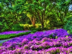 Rows of Purple Flowers