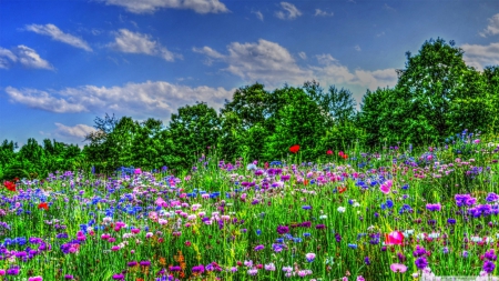 Field of Wildflowers - nature, trees, flowers, wildflowers, field of wildflowers