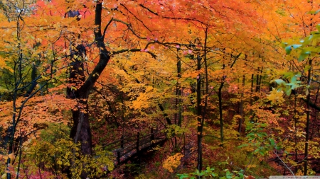 Autumn Park with Bridge and Walkway - forests, nature, autumn park with bridge and walkway, autumn, parks