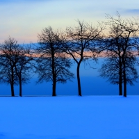 Winter Trees