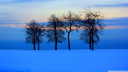 Winter Trees - winter, nature, trees, winter trees