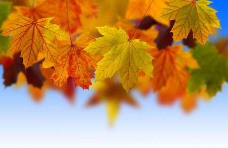 Autumn Leaves - colorful, Autumn, Fall, leaves