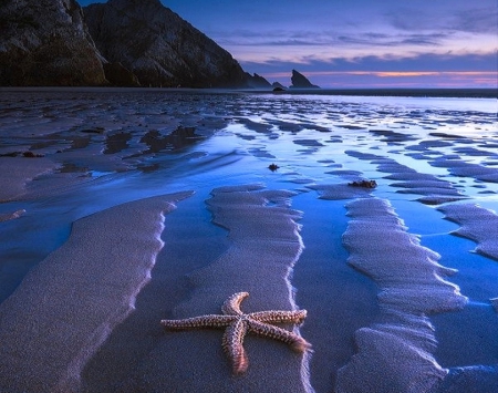 Sandy Coast - starfish, sand, blue, coast