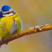 Blue and Yellow Bird