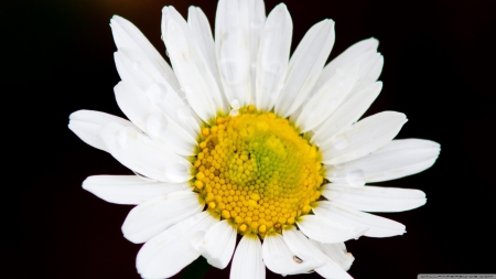 Daisy - nature, daisy, flowers, daisies