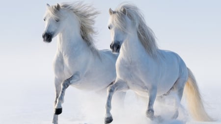 Two White Horses - horses, animals, two white horses, white horses