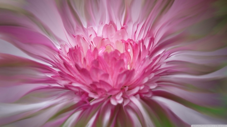 Pink Margarites - nature, pink margarites, flowers, pink