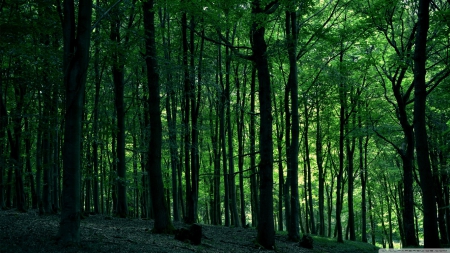 Forest - nature, green, forests, trees