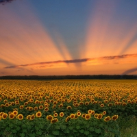 Sunflowers