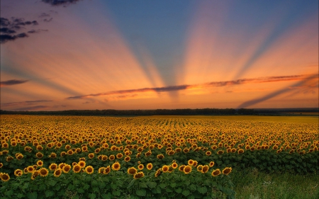 Sunflowers - rays of the sun, sunflowers, flowers, golf