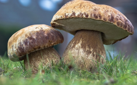 Two Mushrooms - mushrooms, autumn, two, grass