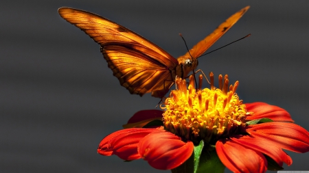 orange butterfly - red, flower, butterfly, insect