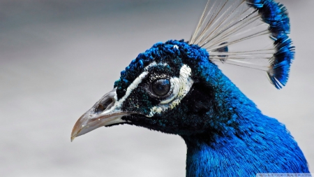 tropical blue bird - tropical, head, bird, blue