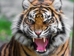 Angry Tiger