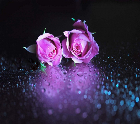 Pink Roses - beauty, roses, water, black, lovely, nature, pretty, pink, beautiful, flowers, cute, drops