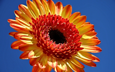 Sunburst Flower - flower, nature, macro, colorful