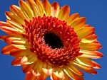 Sunburst Flower