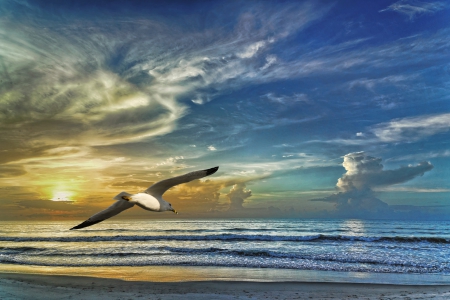 Sunset -  seagull - clouds, sea, Sunset, seagull