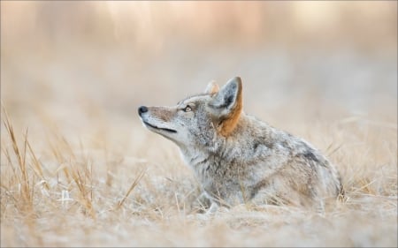 Coyote - animal, grass, stand, coyote