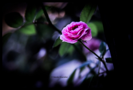 Just the way you are - rose, flower, nature, pink