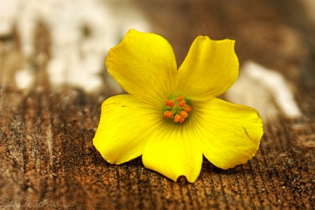 Yellow Flower - flower, yellow, nature, soft