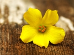 Yellow Flower