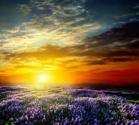 Sunrise over Lavender Field - lavender, field, nature, sunrise