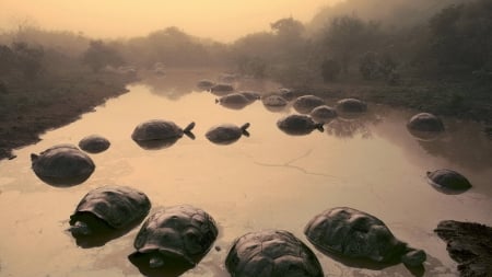 giant tortoises - tortoise, tree, water, giant