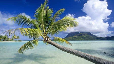 palm tree in paradise - beaches, beach, sky, palm trees, popular, wallpaper, palm, nature, oceans, clouds, tree