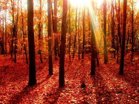 Autumn forest - sunbeams, rays, sunshine, autumn, trees, lovely, foliage, glow, forest, beautiful, leaves, glowglow