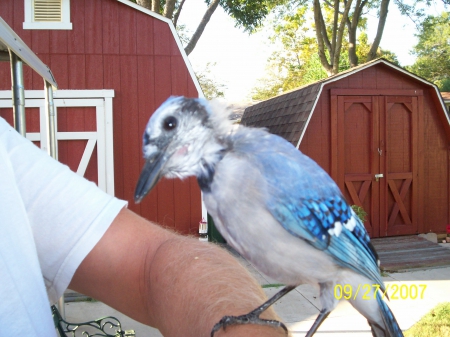 Jake the Blue Jay - BlueJay, Bird, animal, wild