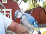 Jake the Blue Jay