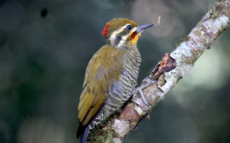 Woodpecker - bird, branch, green, feather, woodpecker