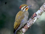 Woodpecker