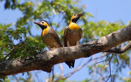 Couple of woodpeckers - bird, woodpecker, yellow, couple, branch, blue, green