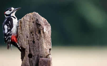 Woodpecker - black, white, red, wood, feather, woodpecker