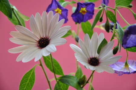 Nature - flowers, nature, pink background, petals, plant, leaves