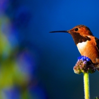 Humming-bird