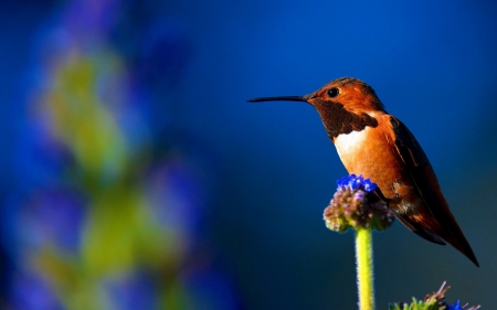 Humming-bird - bird, humming-bird, orange, blue, green